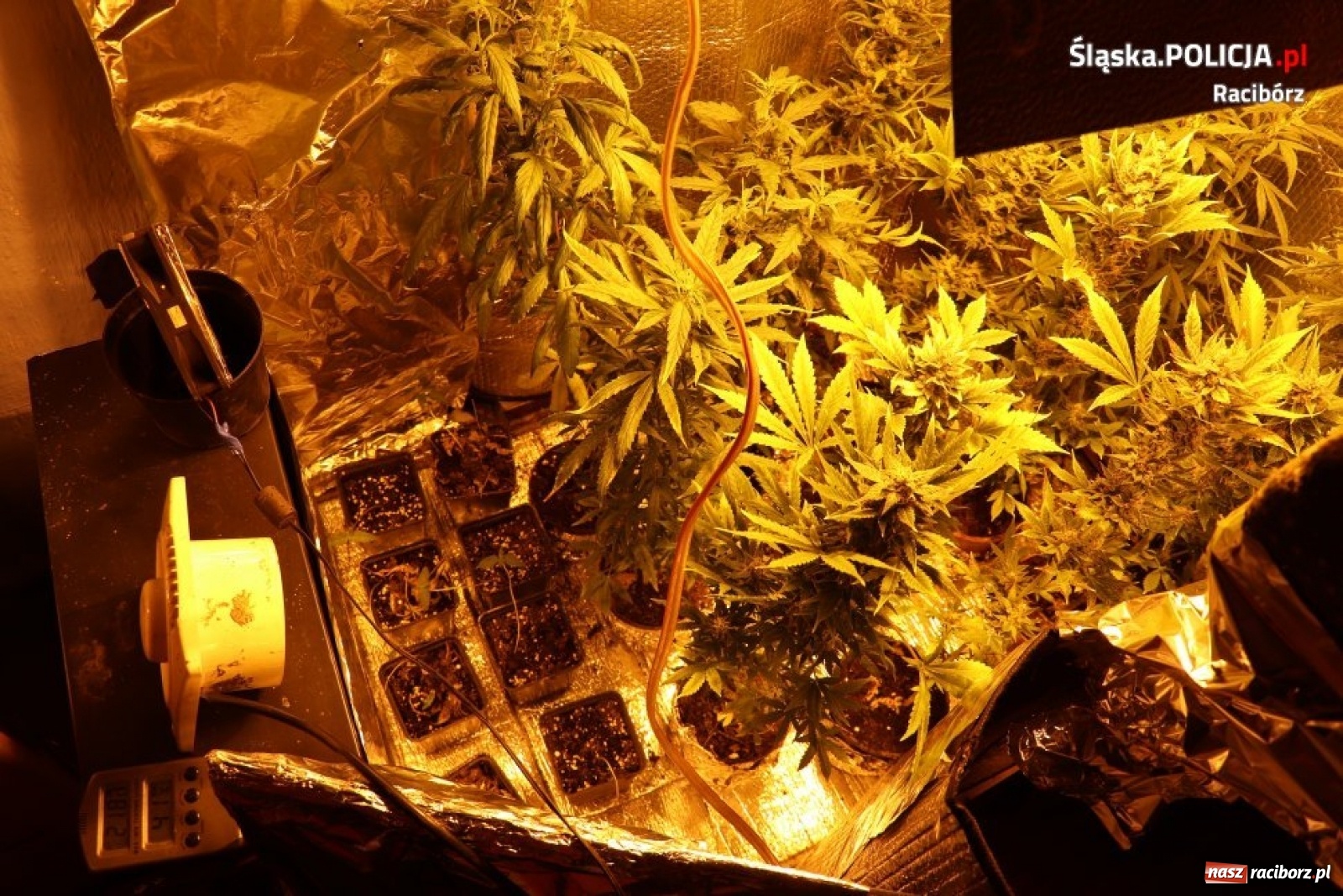 Zdjęcie w galerii na portalu naszraciborz.pl: Krzanowice. Policja zlikwidowała domową plantację marihuany [FOTO] wiadomości z regionu