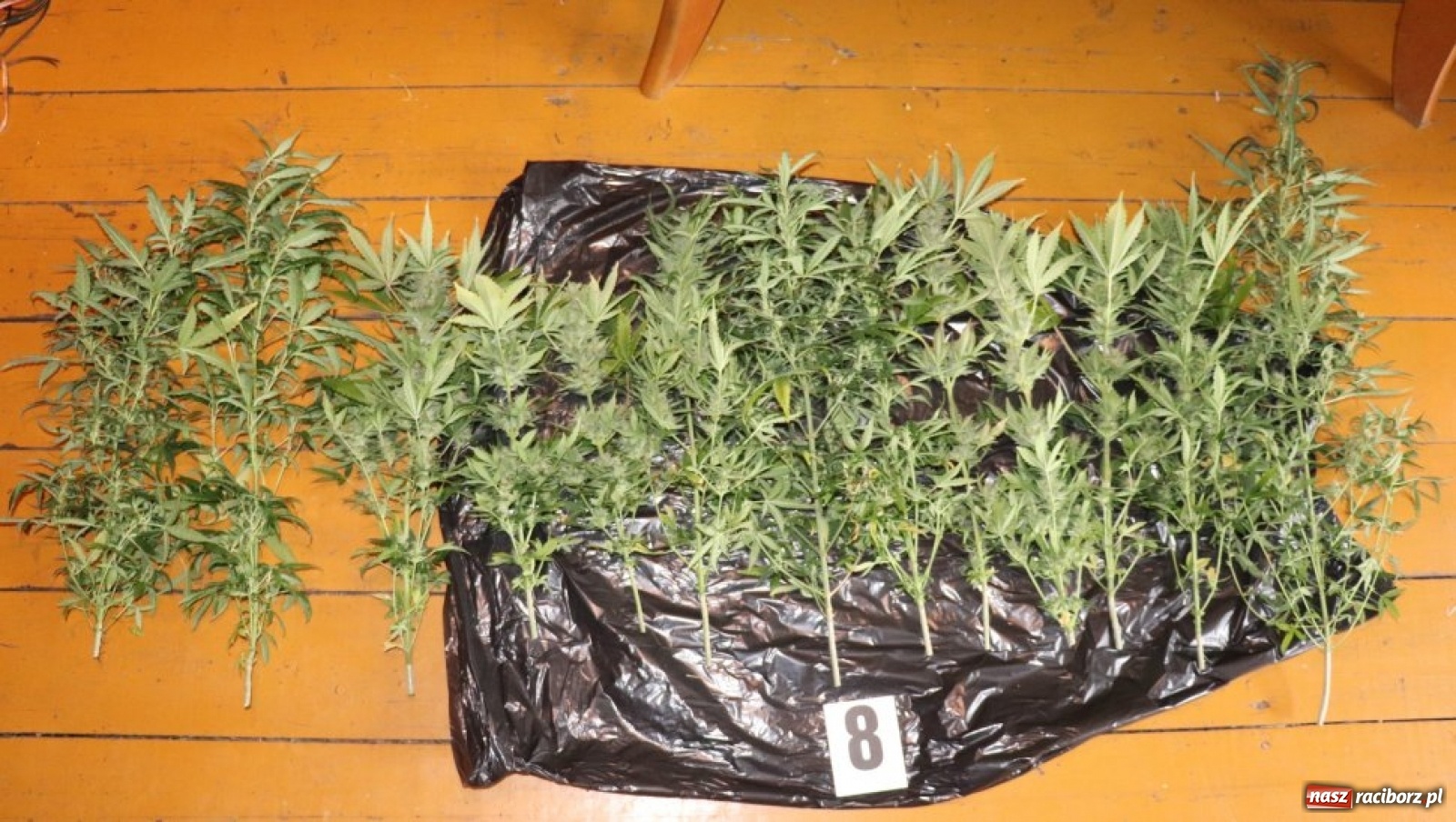 Zdjęcie w galerii na portalu naszraciborz.pl: Krzanowice. Policja zlikwidowała domową plantację marihuany [FOTO] wiadomości z regionu