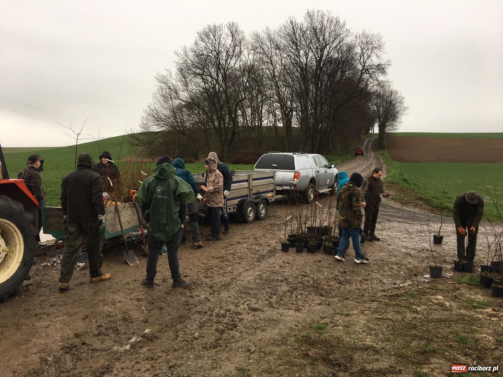 Zdjęcie w galerii na portalu naszraciborz.pl: Zielone płuca dla Krowiarek i gminy Pietrowice Wielkie wiadomości z regionu