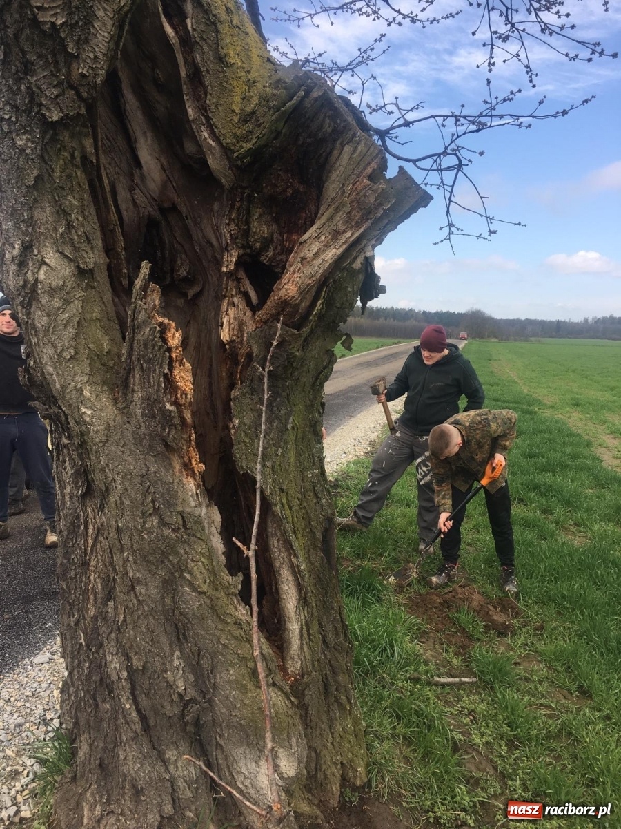 Zdjęcie w galerii na portalu naszraciborz.pl: Zielone płuca dla Krowiarek i gminy Pietrowice Wielkie wiadomości z regionu