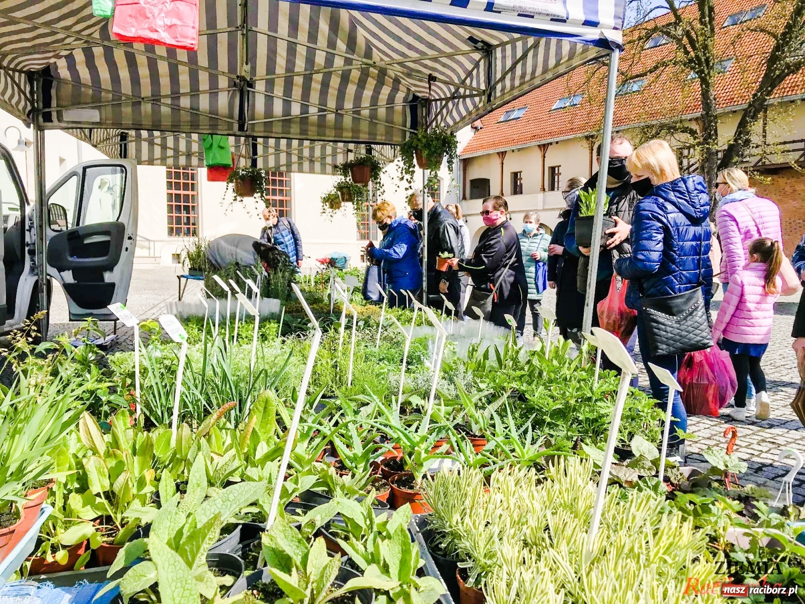 Zdjęcie w galerii na portalu naszraciborz.pl: Zamkowy jarmark kwiatów przyciągnął tłumy [WIDEO] wiadomości z regionu