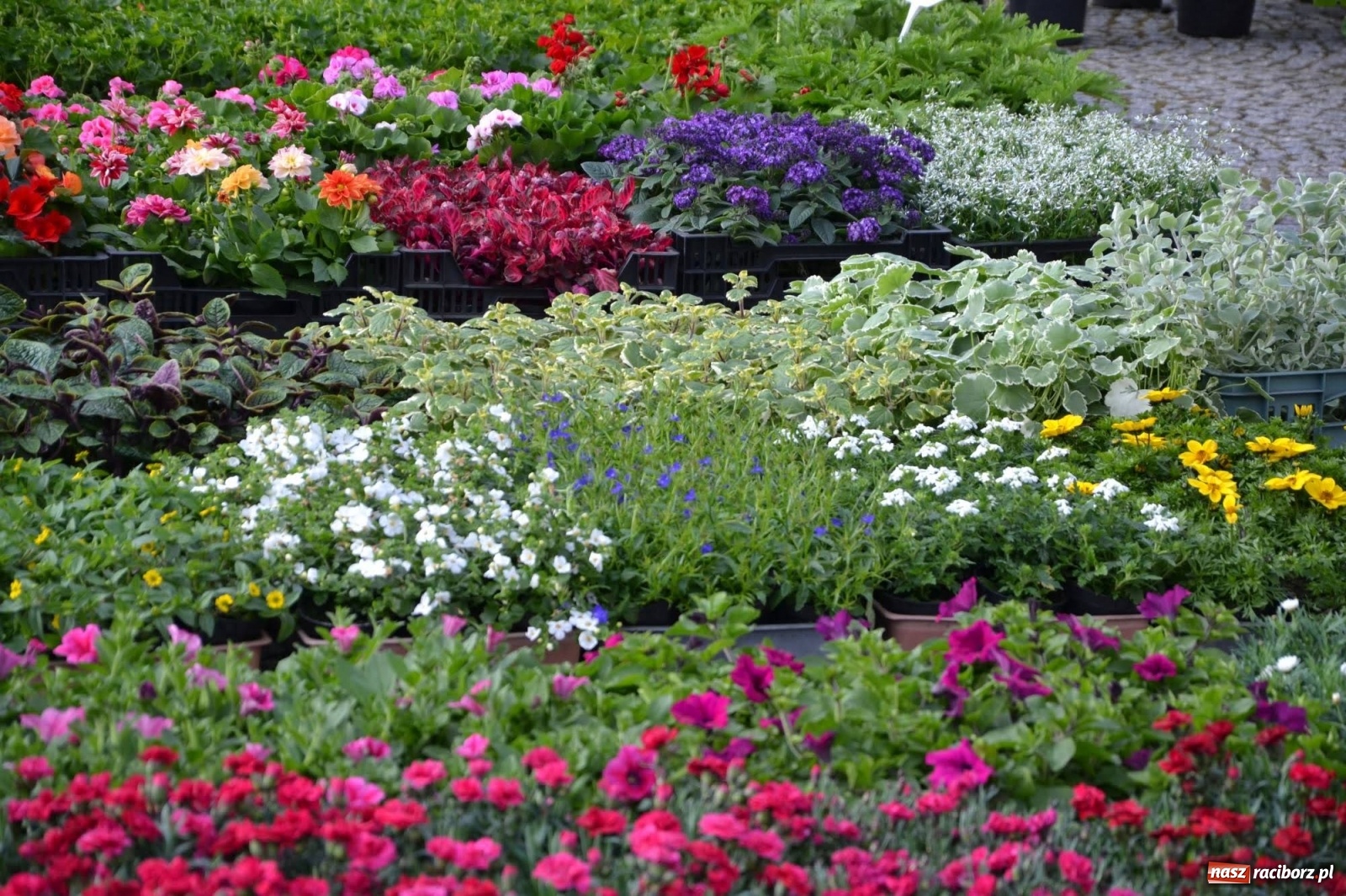 Zdjęcie w galerii na portalu naszraciborz.pl: Zamkowy jarmark kwiatów przyciągnął tłumy [WIDEO] wiadomości z regionu