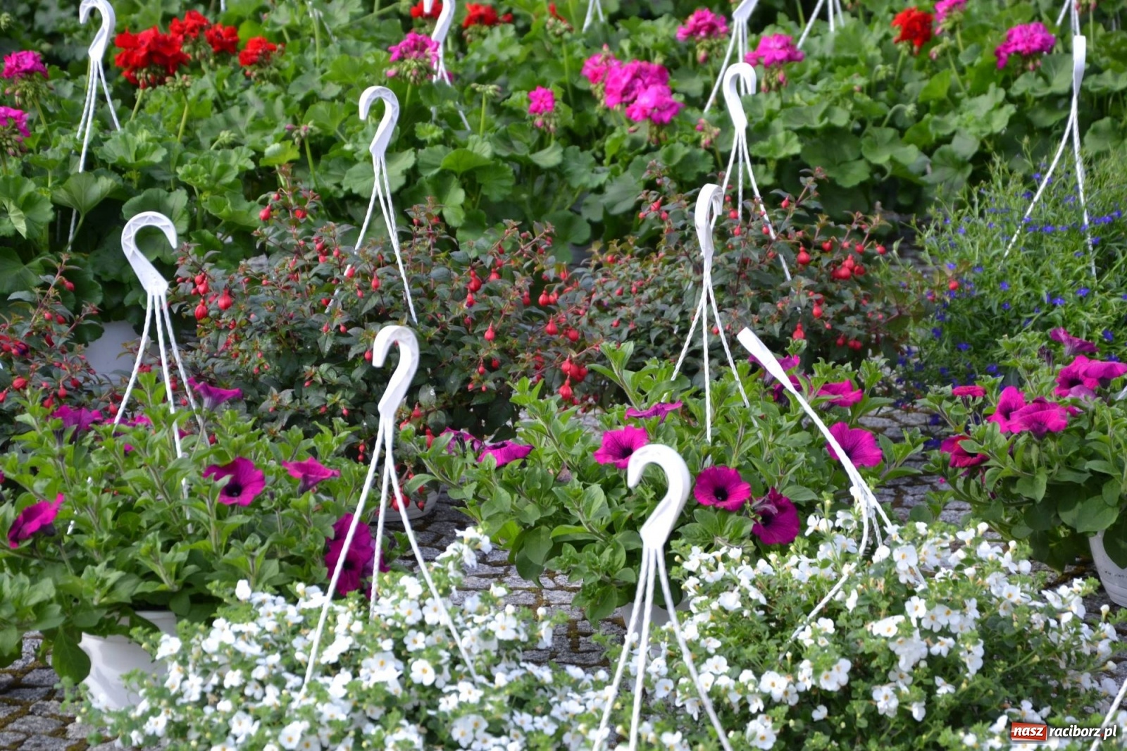 Zdjęcie w galerii na portalu naszraciborz.pl: Zamkowy jarmark kwiatów przyciągnął tłumy [WIDEO] wiadomości z regionu