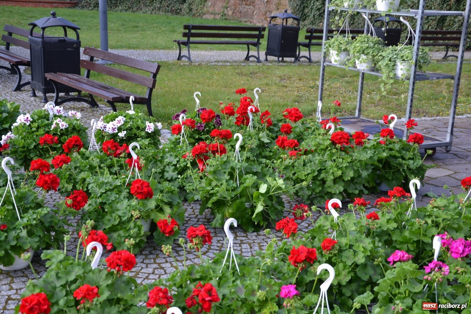 Zdjęcie w galerii na portalu naszraciborz.pl: Zamkowy jarmark kwiatów przyciągnął tłumy [WIDEO] wiadomości z regionu