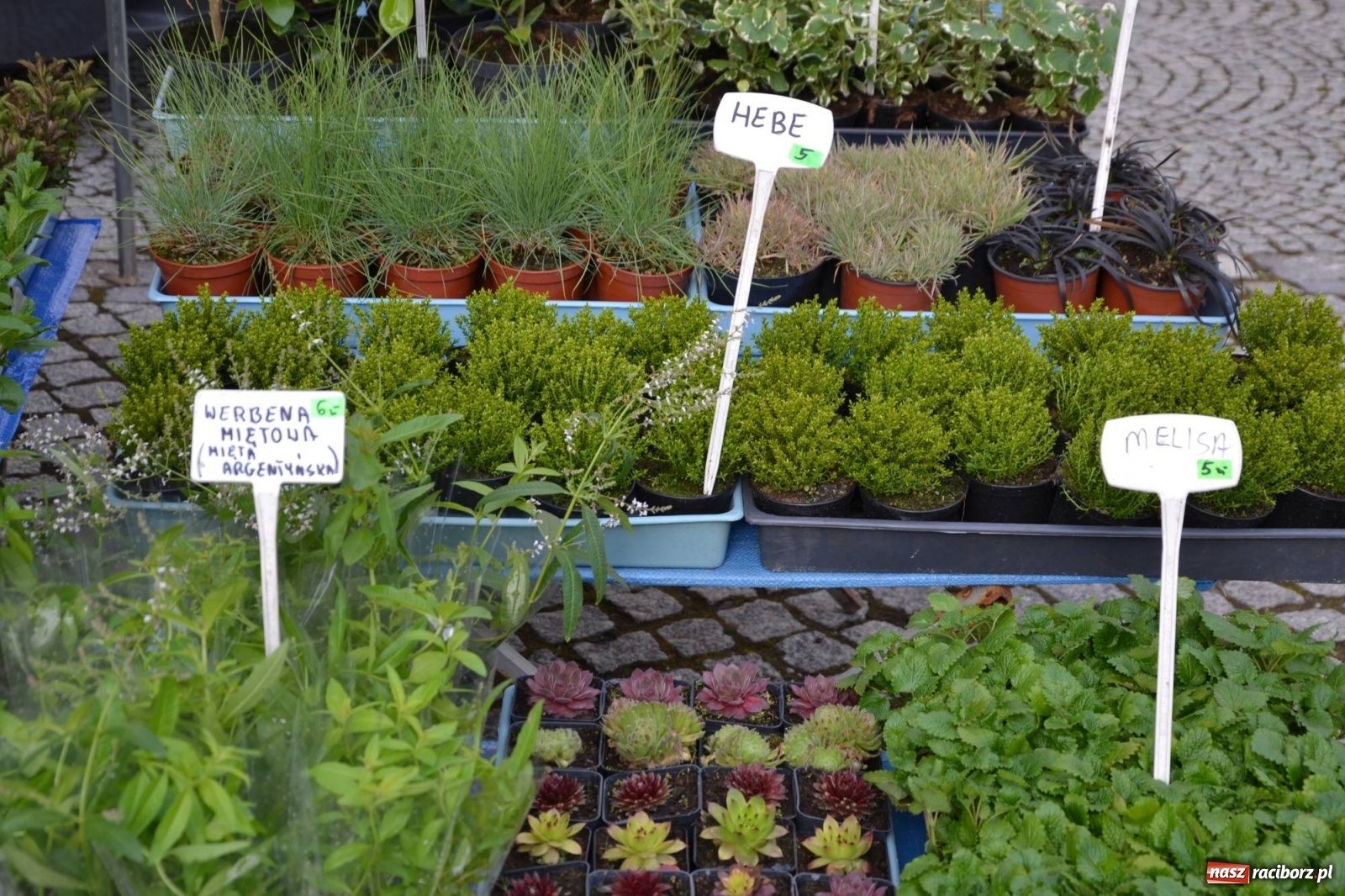 Zdjęcie w galerii na portalu naszraciborz.pl: Zamkowy jarmark kwiatów przyciągnął tłumy [WIDEO] wiadomości z regionu