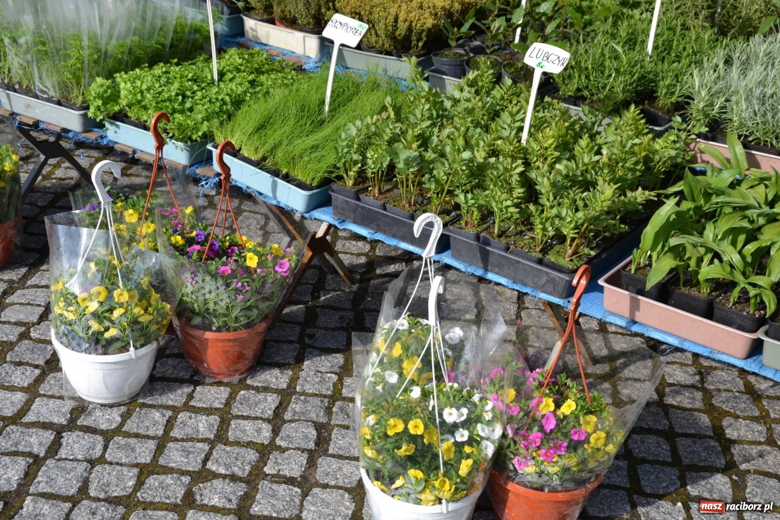 Zdjęcie w galerii na portalu naszraciborz.pl: Zamkowy jarmark kwiatów przyciągnął tłumy [WIDEO] wiadomości z regionu