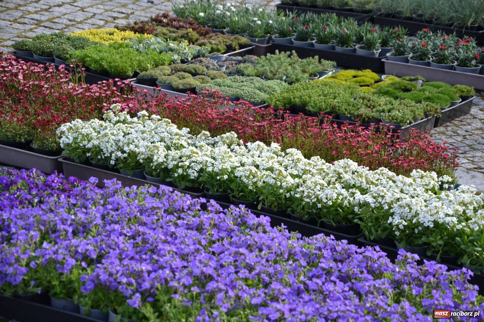 Zdjęcie w galerii na portalu naszraciborz.pl: Zamkowy jarmark kwiatów przyciągnął tłumy [WIDEO] wiadomości z regionu