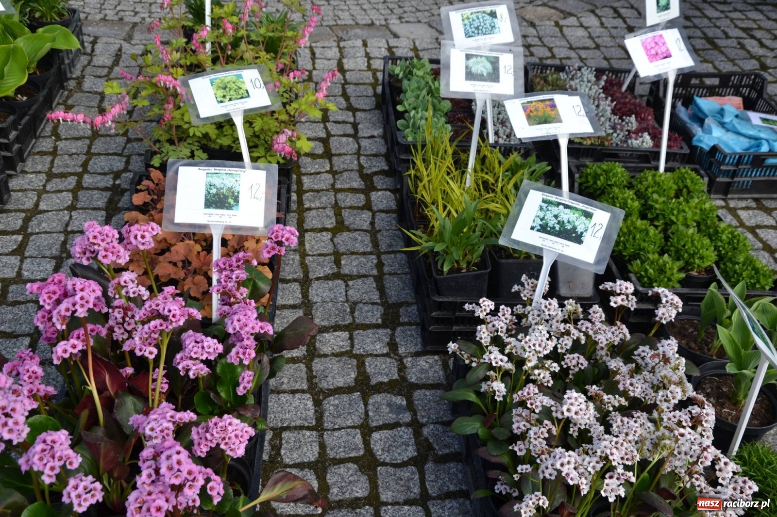 Zdjęcie w galerii na portalu naszraciborz.pl: Zamkowy jarmark kwiatów przyciągnął tłumy [WIDEO] wiadomości z regionu