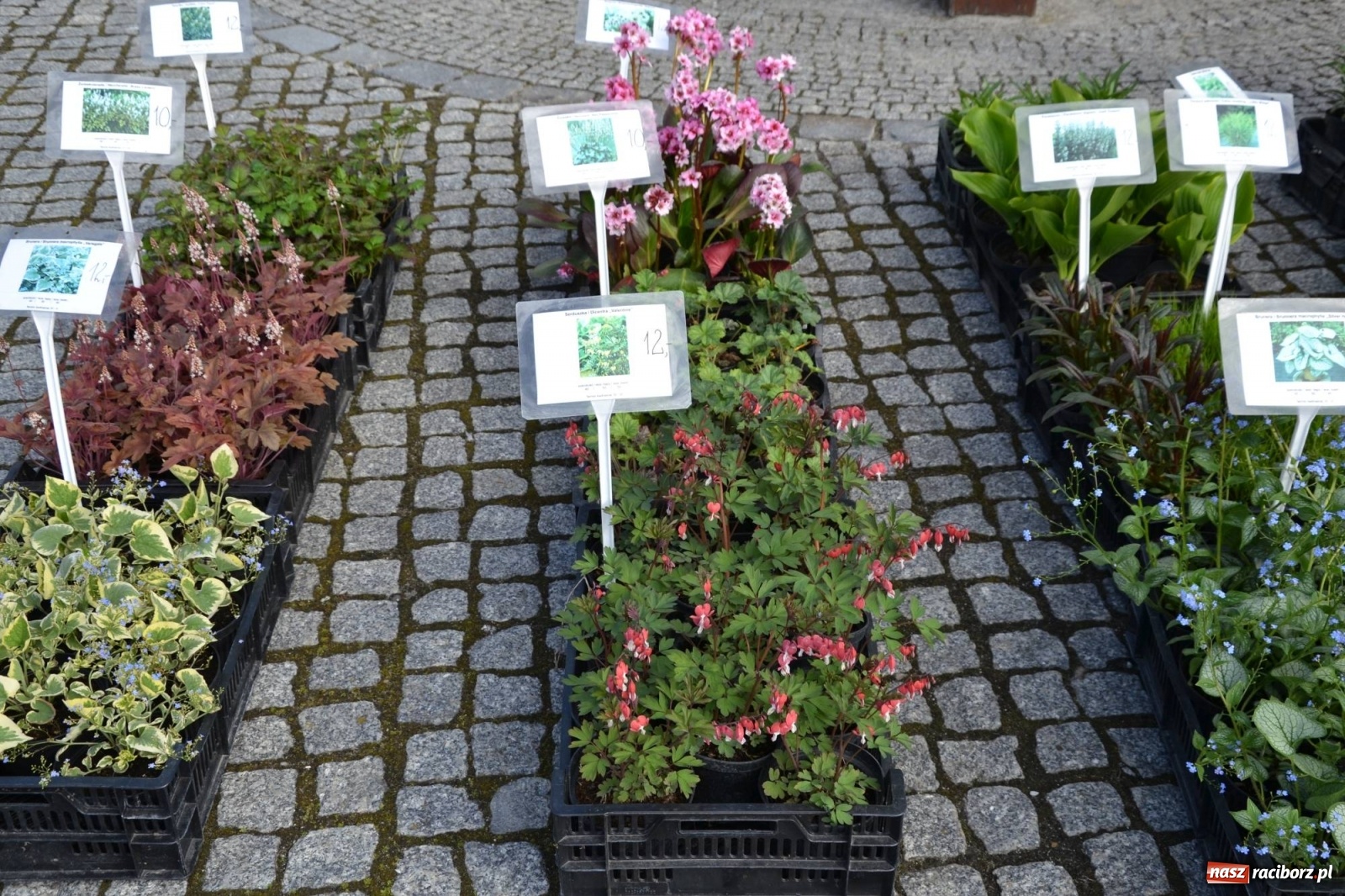 Zdjęcie w galerii na portalu naszraciborz.pl: Zamkowy jarmark kwiatów przyciągnął tłumy [WIDEO] wiadomości z regionu