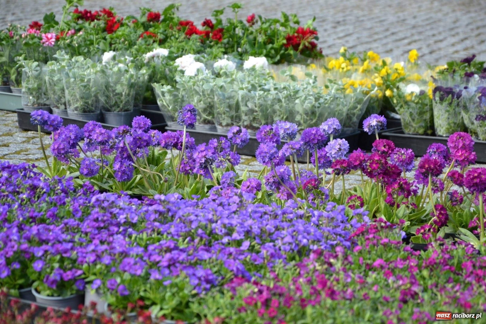 Zdjęcie w galerii na portalu naszraciborz.pl: Zamkowy jarmark kwiatów przyciągnął tłumy [WIDEO] wiadomości z regionu