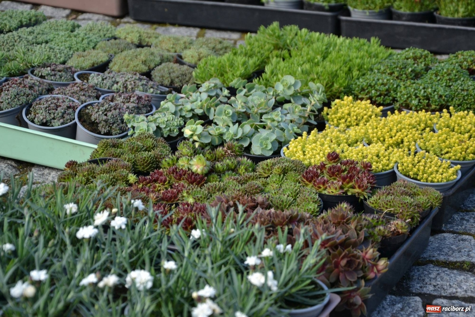 Zdjęcie w galerii na portalu naszraciborz.pl: Zamkowy jarmark kwiatów przyciągnął tłumy [WIDEO] wiadomości z regionu