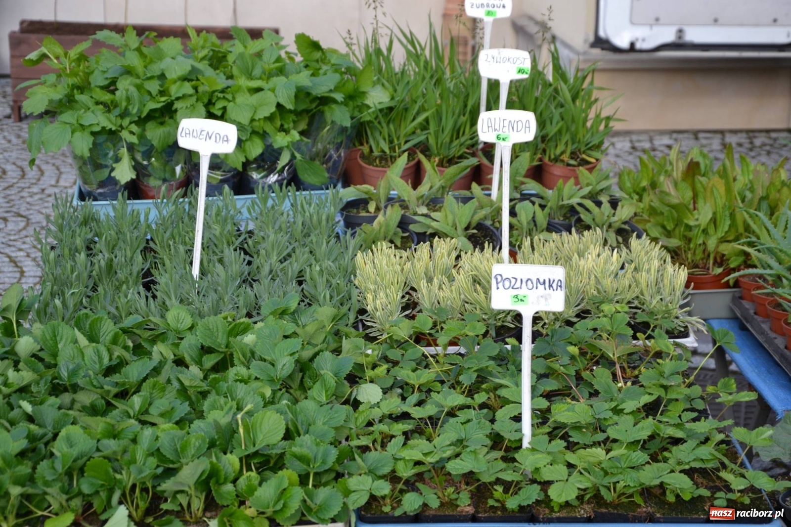 Zdjęcie w galerii na portalu naszraciborz.pl: Zamkowy jarmark kwiatów przyciągnął tłumy [WIDEO] wiadomości z regionu