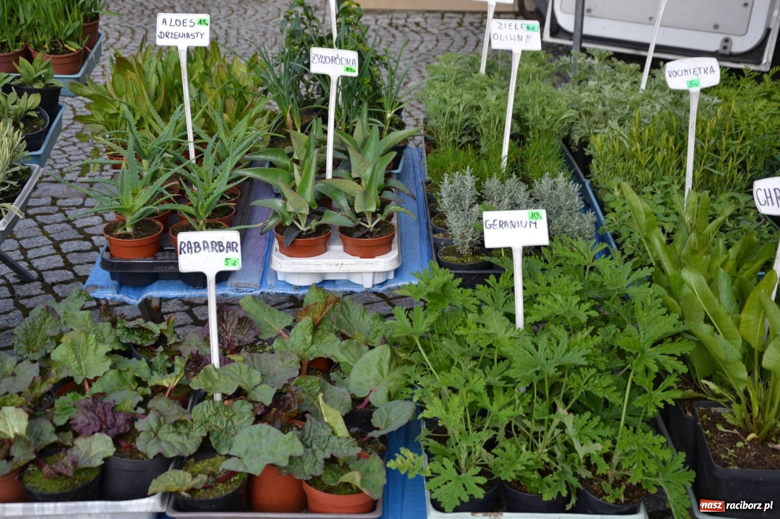 Zdjęcie w galerii na portalu naszraciborz.pl: Zamkowy jarmark kwiatów przyciągnął tłumy [WIDEO] wiadomości z regionu