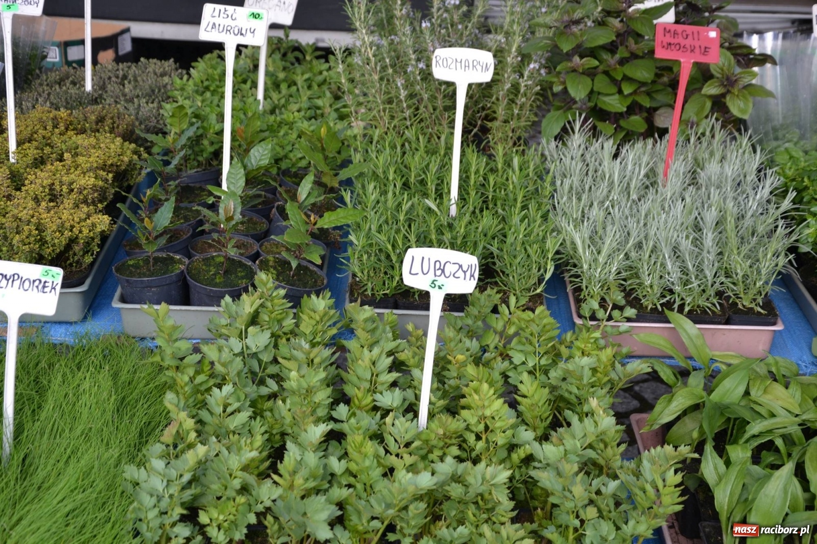 Zdjęcie w galerii na portalu naszraciborz.pl: Zamkowy jarmark kwiatów przyciągnął tłumy [WIDEO] wiadomości z regionu