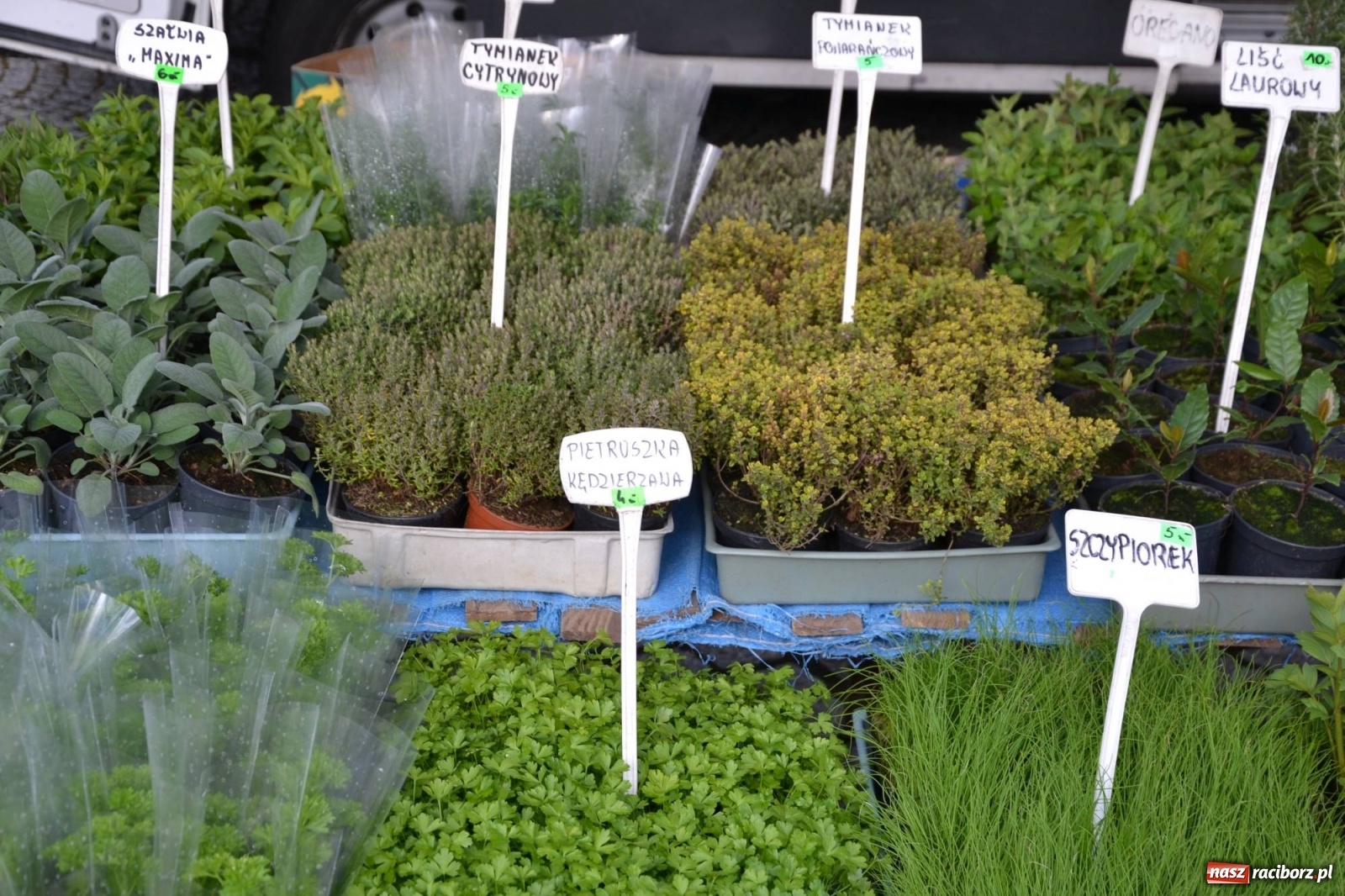 Zdjęcie w galerii na portalu naszraciborz.pl: Zamkowy jarmark kwiatów przyciągnął tłumy [WIDEO] wiadomości z regionu