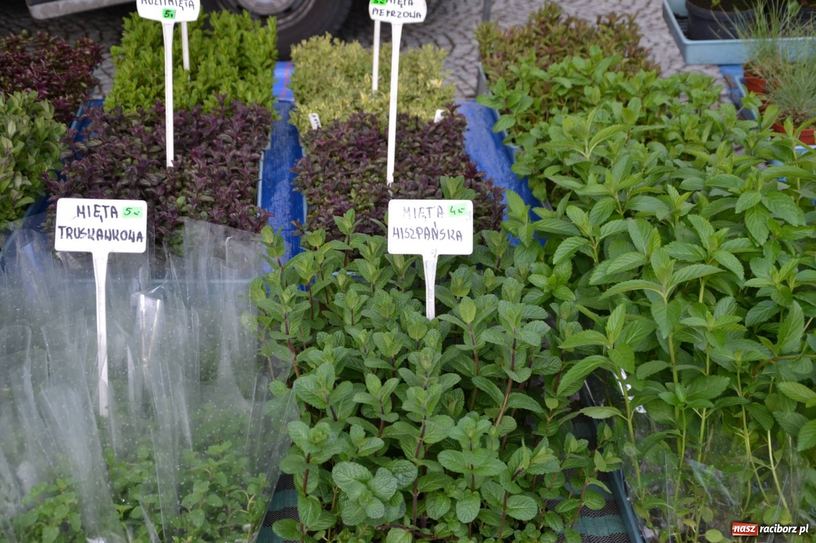 Zdjęcie w galerii na portalu naszraciborz.pl: Zamkowy jarmark kwiatów przyciągnął tłumy [WIDEO] wiadomości z regionu