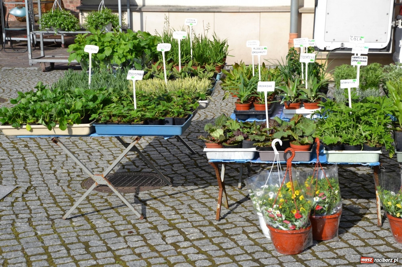 Zdjęcie w galerii na portalu naszraciborz.pl: Zamkowy jarmark kwiatów przyciągnął tłumy [WIDEO] wiadomości z regionu