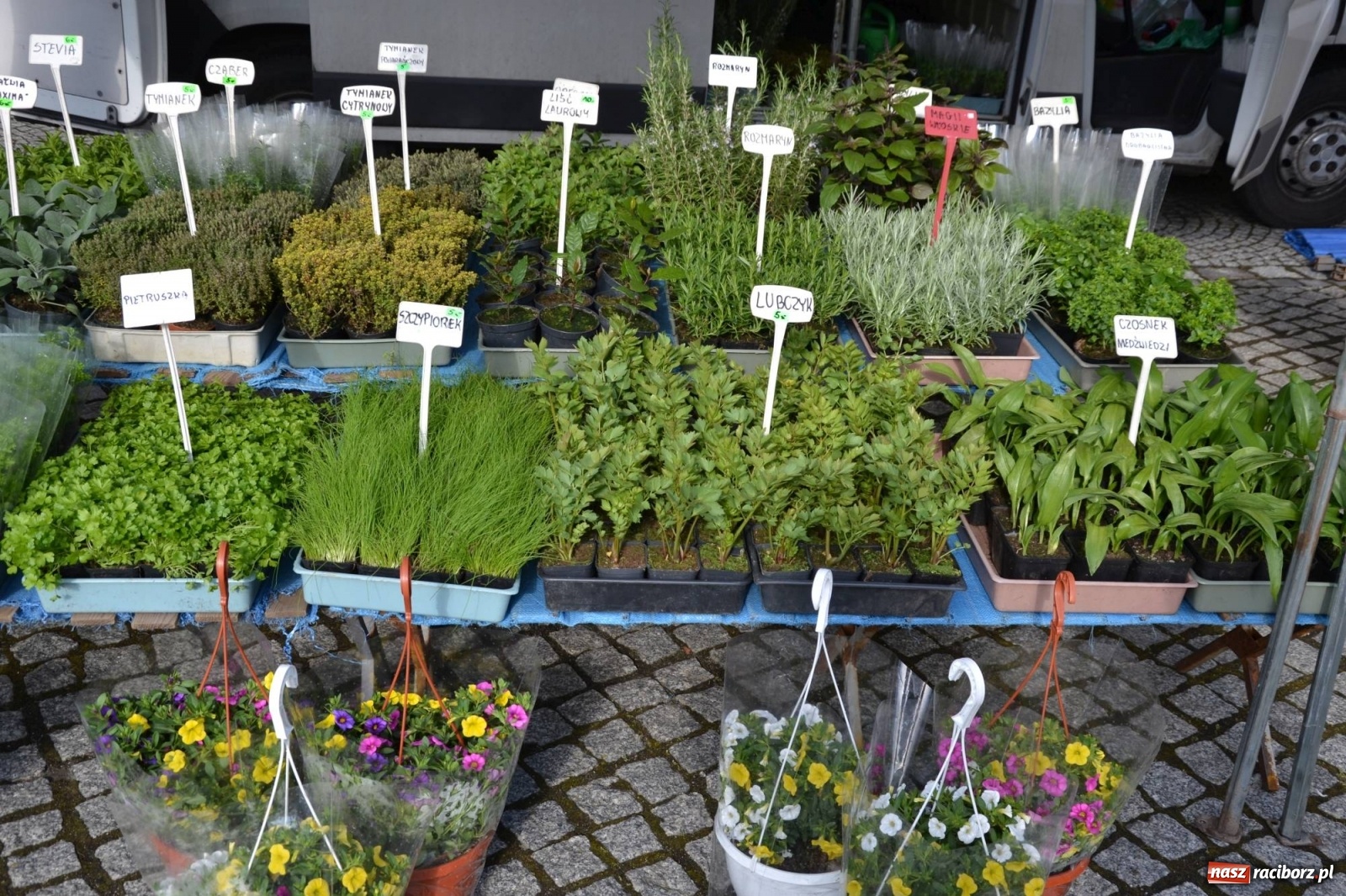 Zdjęcie w galerii na portalu naszraciborz.pl: Zamkowy jarmark kwiatów przyciągnął tłumy [WIDEO] wiadomości z regionu