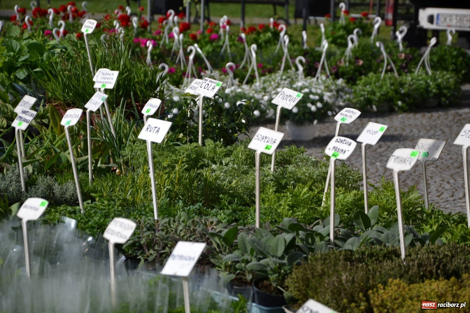 Zdjęcie w galerii na portalu naszraciborz.pl: Zamkowy jarmark kwiatów przyciągnął tłumy [WIDEO] wiadomości z regionu