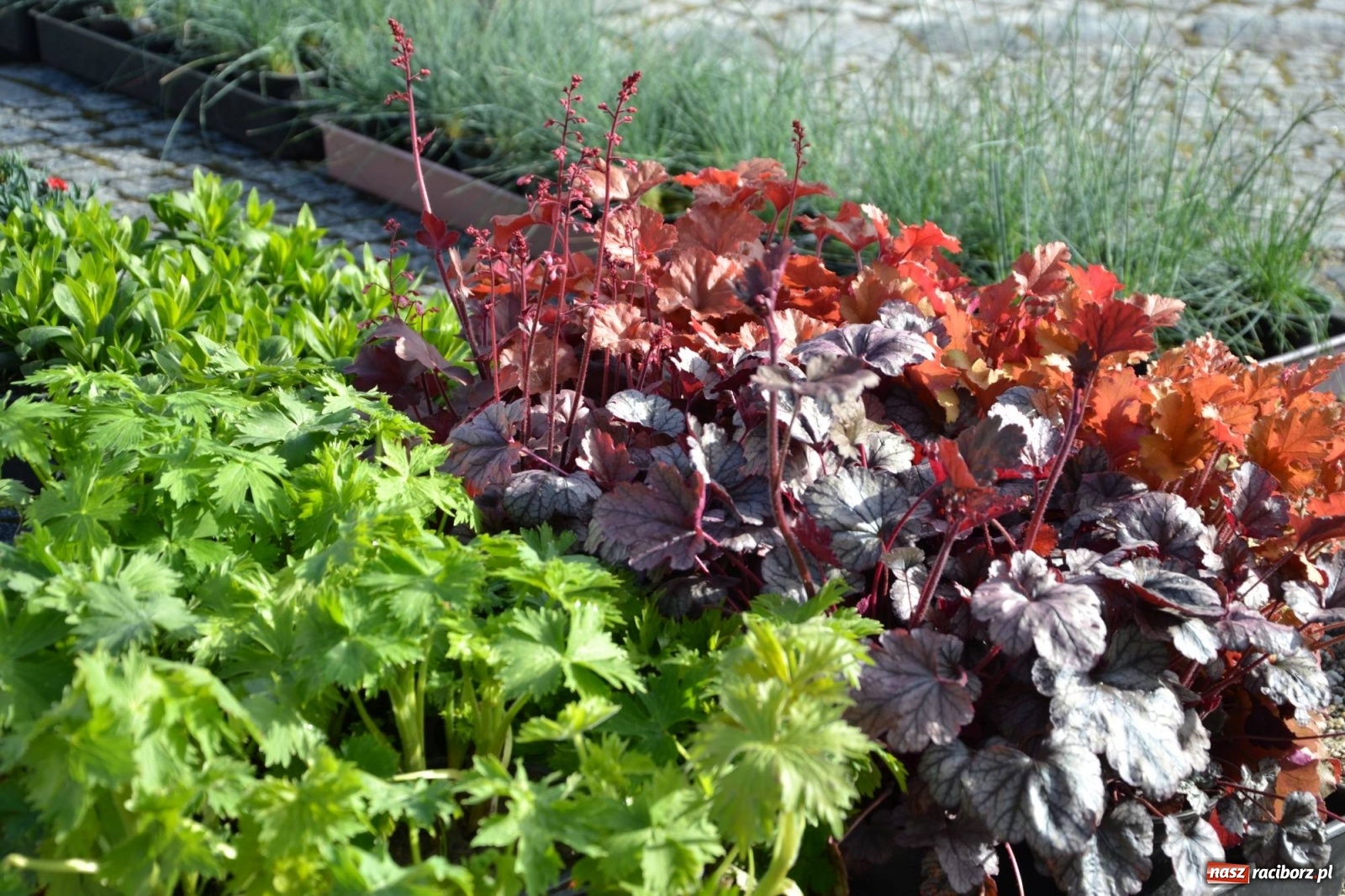 Zdjęcie w galerii na portalu naszraciborz.pl: Zamkowy jarmark kwiatów przyciągnął tłumy [WIDEO] wiadomości z regionu