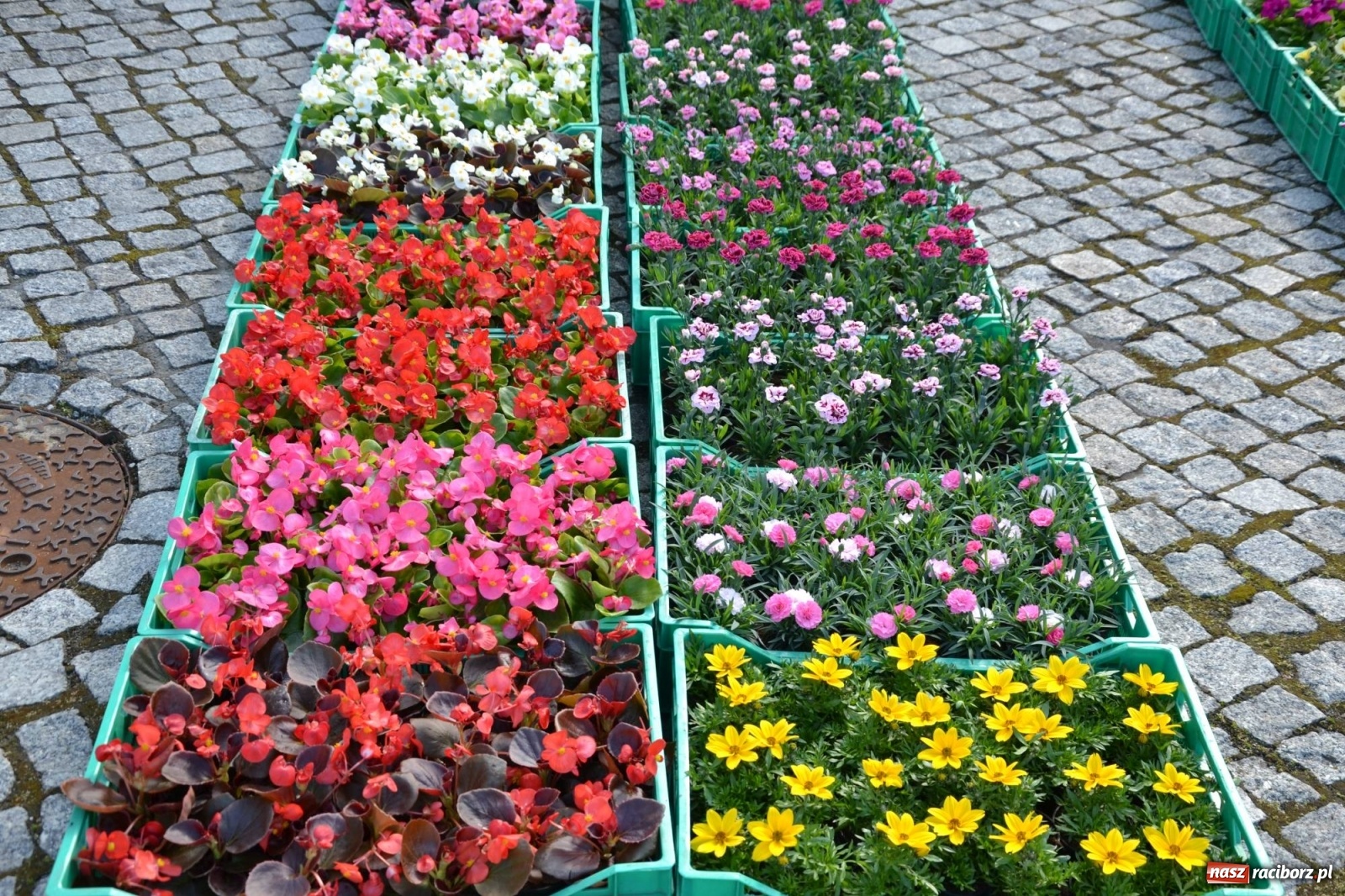 Zdjęcie w galerii na portalu naszraciborz.pl: Zamkowy jarmark kwiatów przyciągnął tłumy [WIDEO] wiadomości z regionu