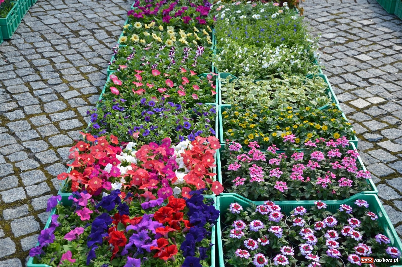 Zdjęcie w galerii na portalu naszraciborz.pl: Zamkowy jarmark kwiatów przyciągnął tłumy [WIDEO] wiadomości z regionu