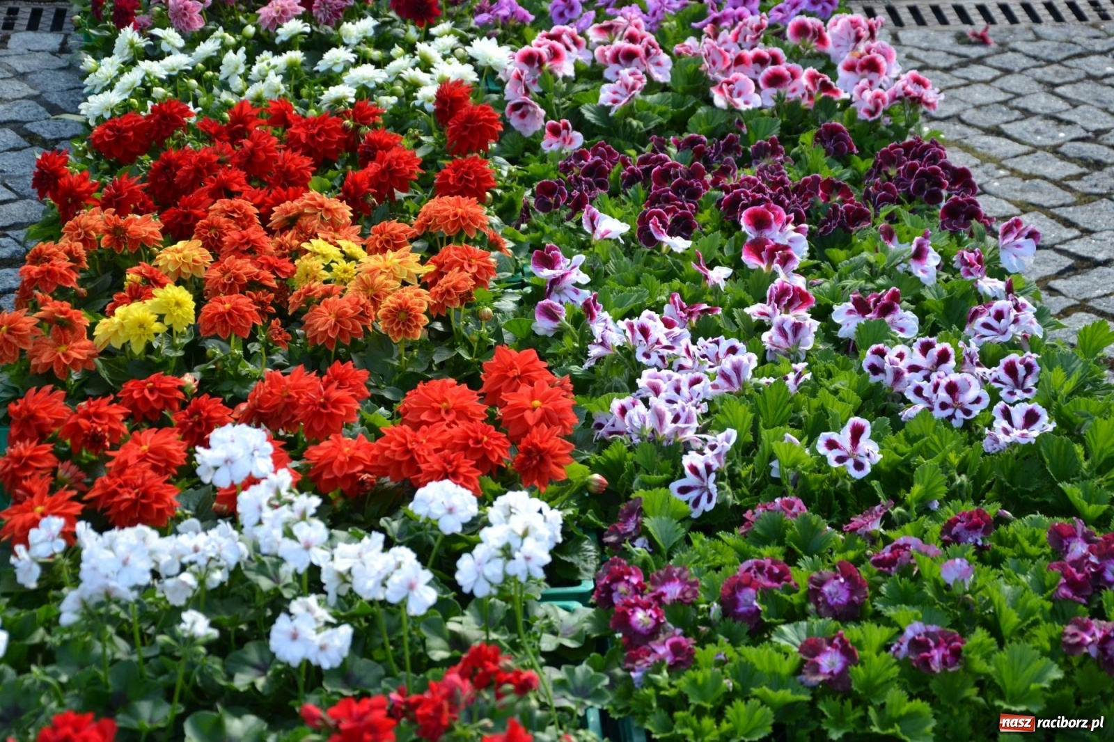 Zdjęcie w galerii na portalu naszraciborz.pl: Zamkowy jarmark kwiatów przyciągnął tłumy [WIDEO] wiadomości z regionu