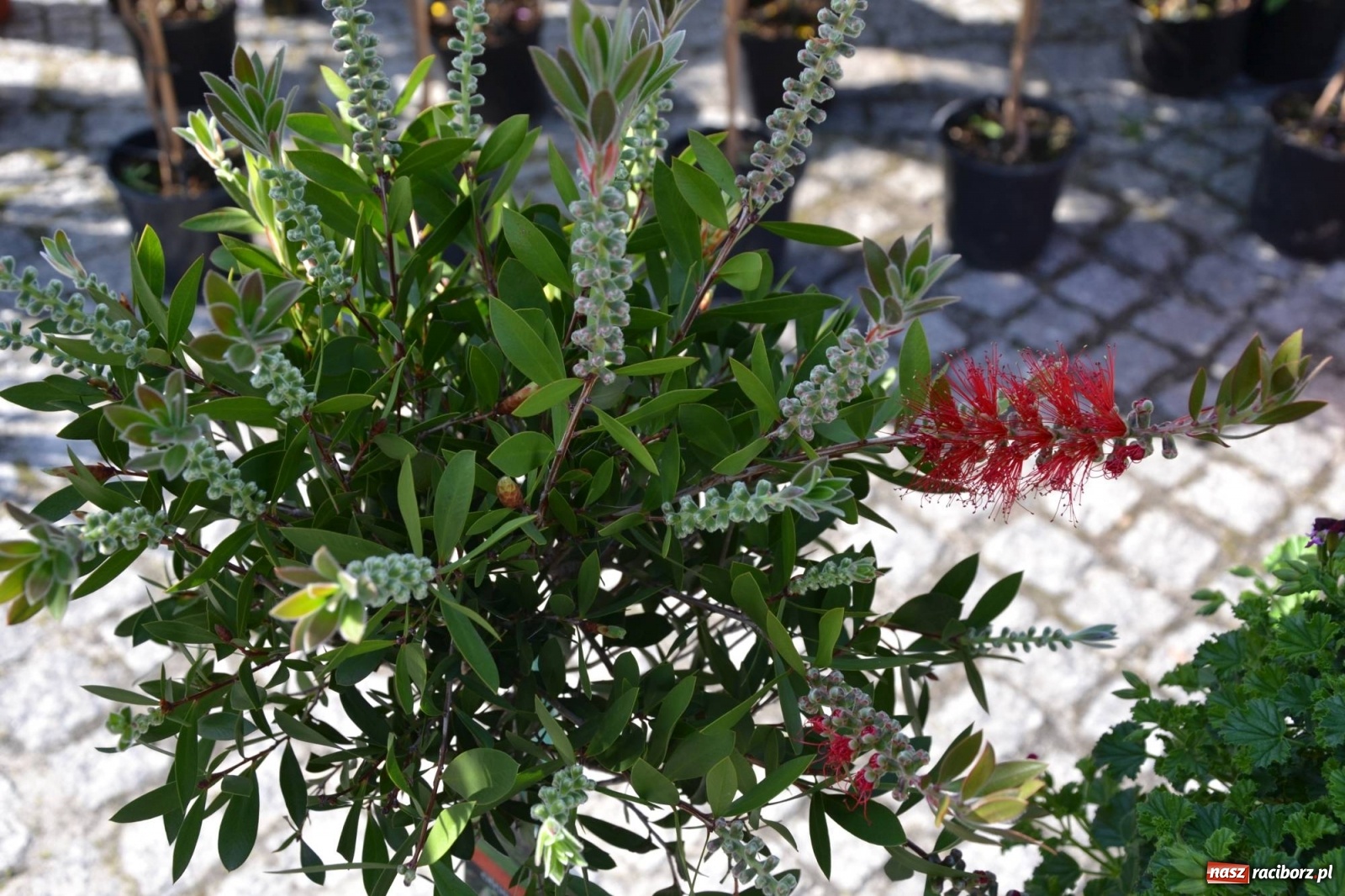 Zdjęcie w galerii na portalu naszraciborz.pl: Zamkowy jarmark kwiatów przyciągnął tłumy [WIDEO] wiadomości z regionu