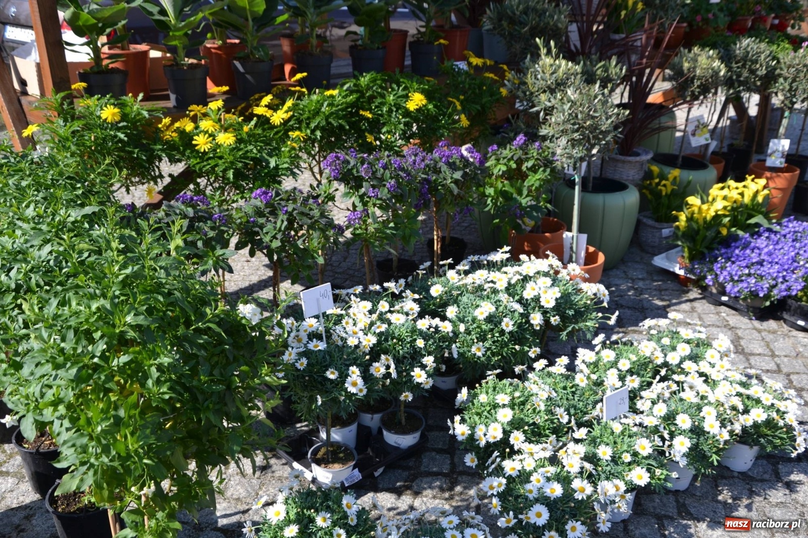 Zdjęcie w galerii na portalu naszraciborz.pl: Zamkowy jarmark kwiatów przyciągnął tłumy [WIDEO] wiadomości z regionu