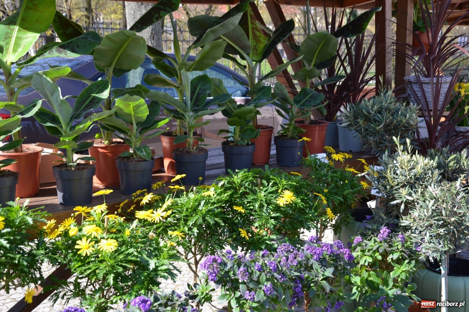 Zdjęcie w galerii na portalu naszraciborz.pl: Zamkowy jarmark kwiatów przyciągnął tłumy [WIDEO] wiadomości z regionu