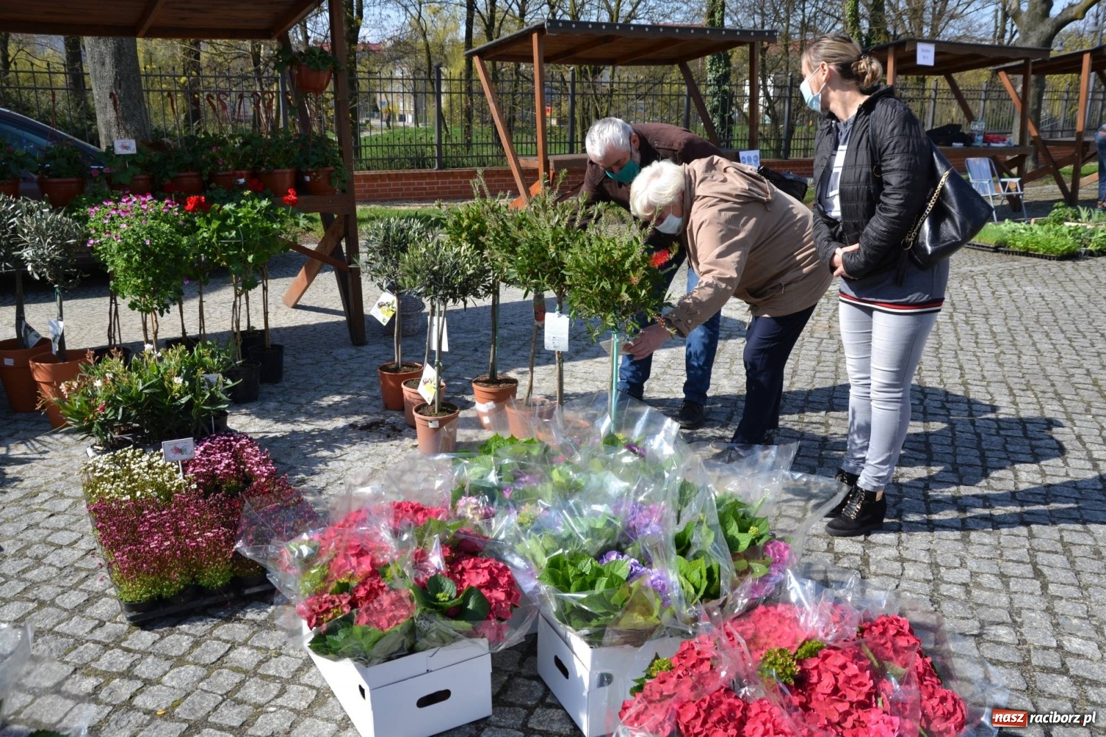 Zdjęcie w galerii na portalu naszraciborz.pl: Zamkowy jarmark kwiatów przyciągnął tłumy [WIDEO] wiadomości z regionu