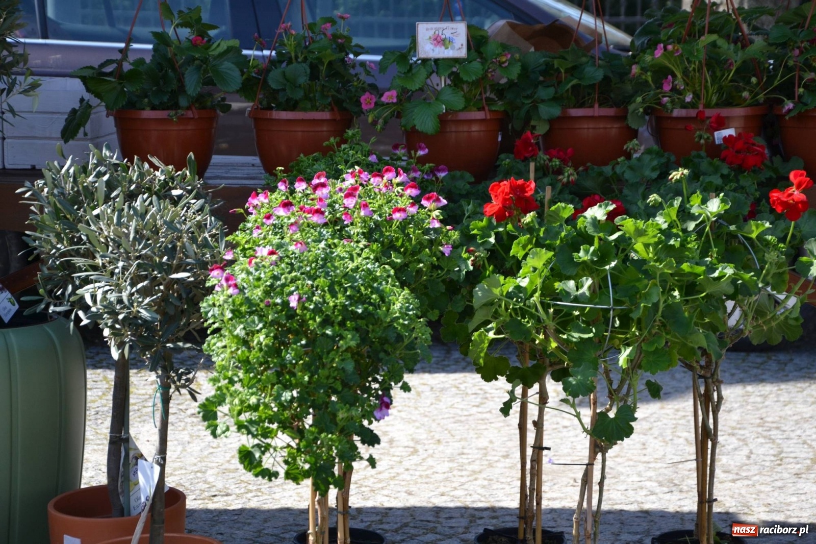 Zdjęcie w galerii na portalu naszraciborz.pl: Zamkowy jarmark kwiatów przyciągnął tłumy [WIDEO] wiadomości z regionu