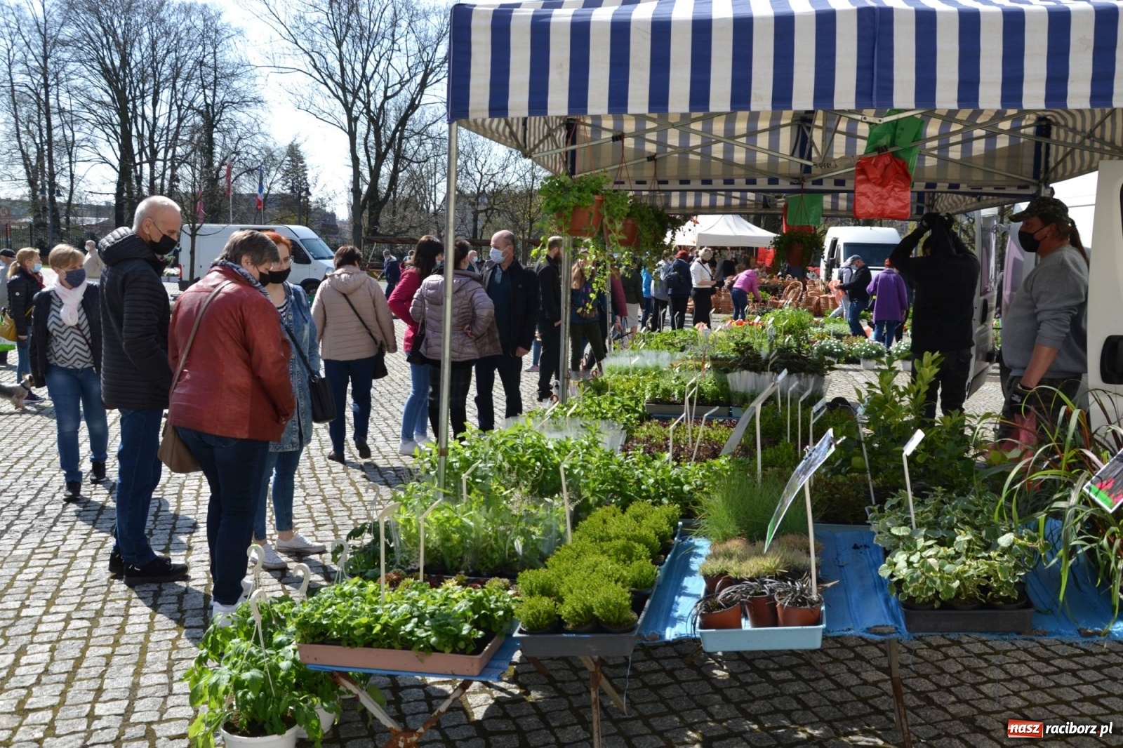 Zdjęcie w galerii na portalu naszraciborz.pl: Zamkowy jarmark kwiatów przyciągnął tłumy [WIDEO] wiadomości z regionu