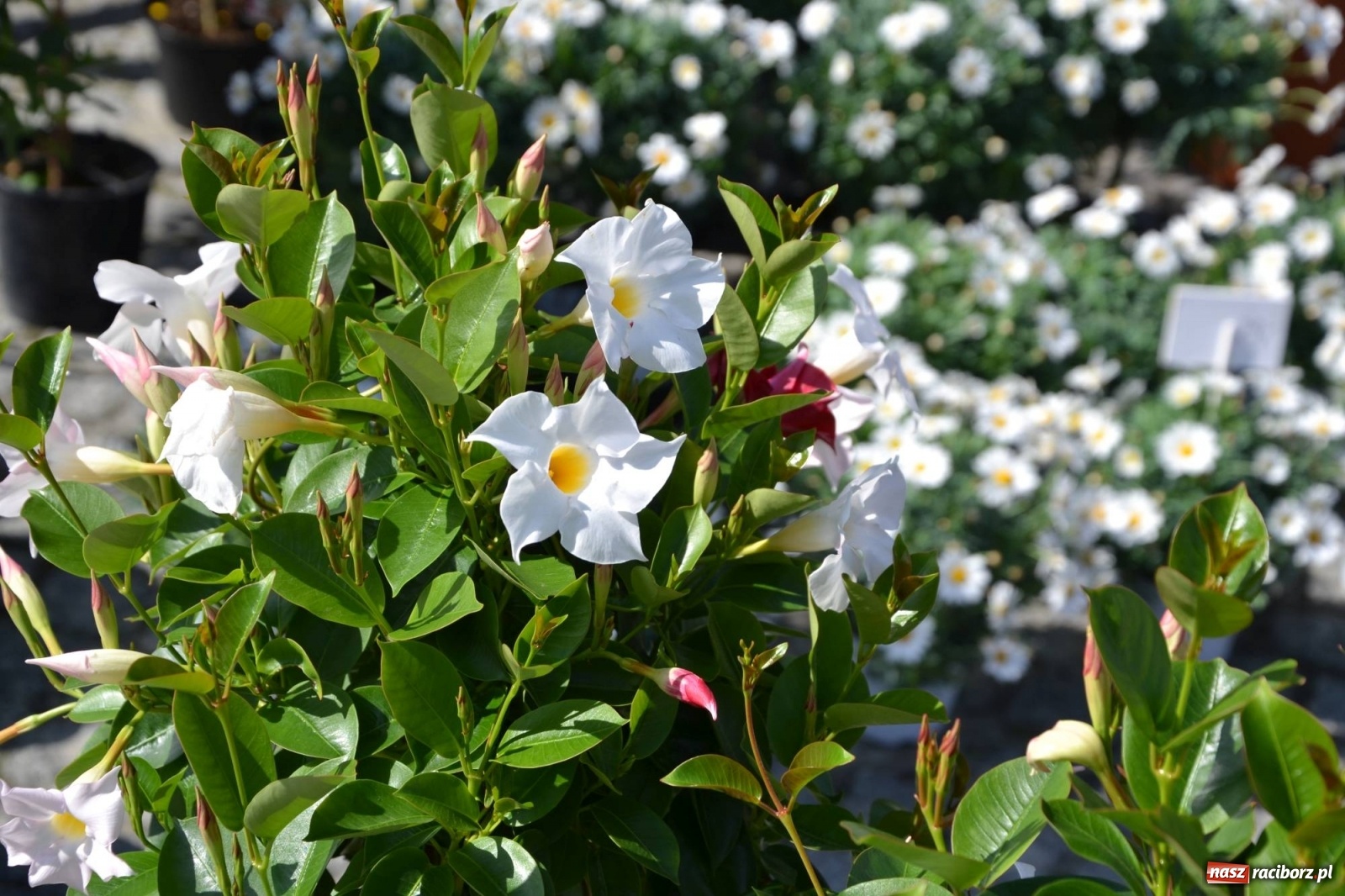 Zdjęcie w galerii na portalu naszraciborz.pl: Zamkowy jarmark kwiatów przyciągnął tłumy [WIDEO] wiadomości z regionu