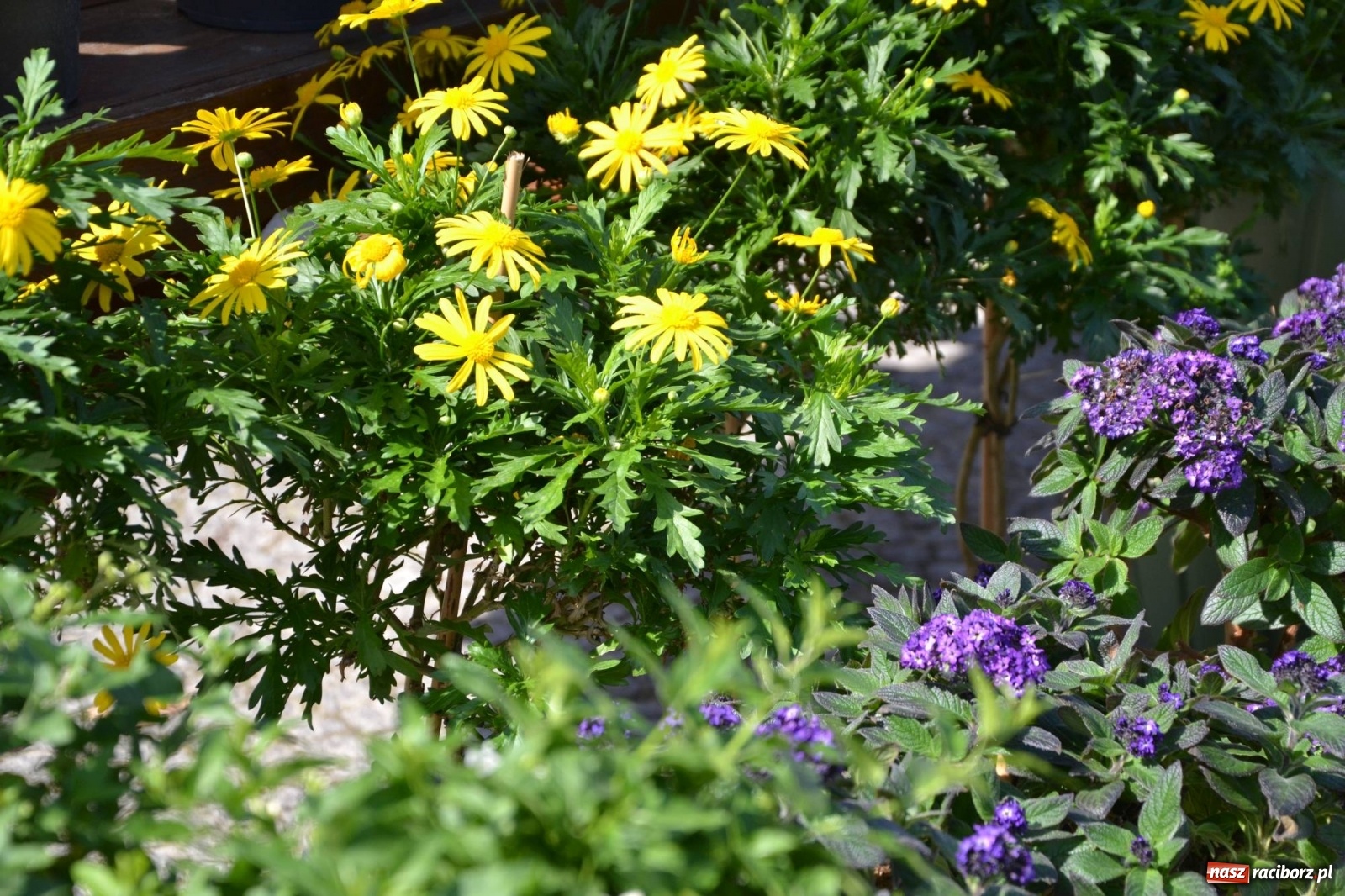 Zdjęcie w galerii na portalu naszraciborz.pl: Zamkowy jarmark kwiatów przyciągnął tłumy [WIDEO] wiadomości z regionu