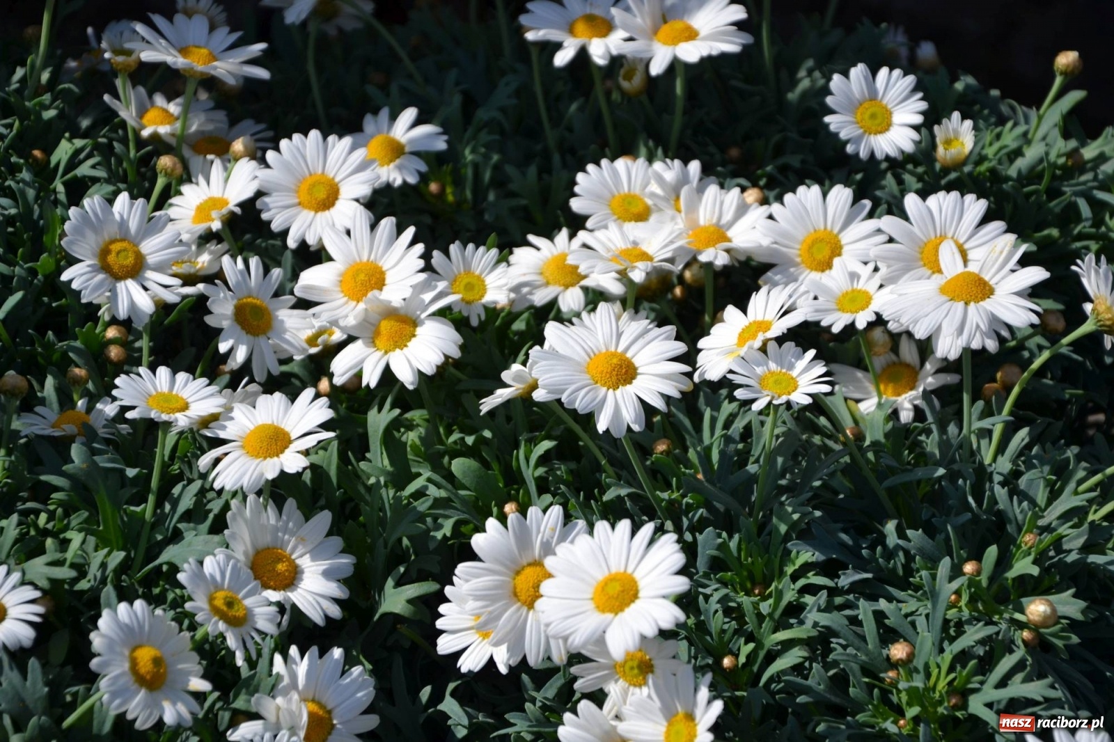 Zdjęcie w galerii na portalu naszraciborz.pl: Zamkowy jarmark kwiatów przyciągnął tłumy [WIDEO] wiadomości z regionu