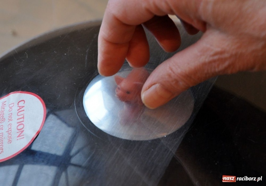 Zdjęcie w galerii na portalu naszraciborz.pl: Na tej wystawie trzeba krzyczeć wiadomości z regionu