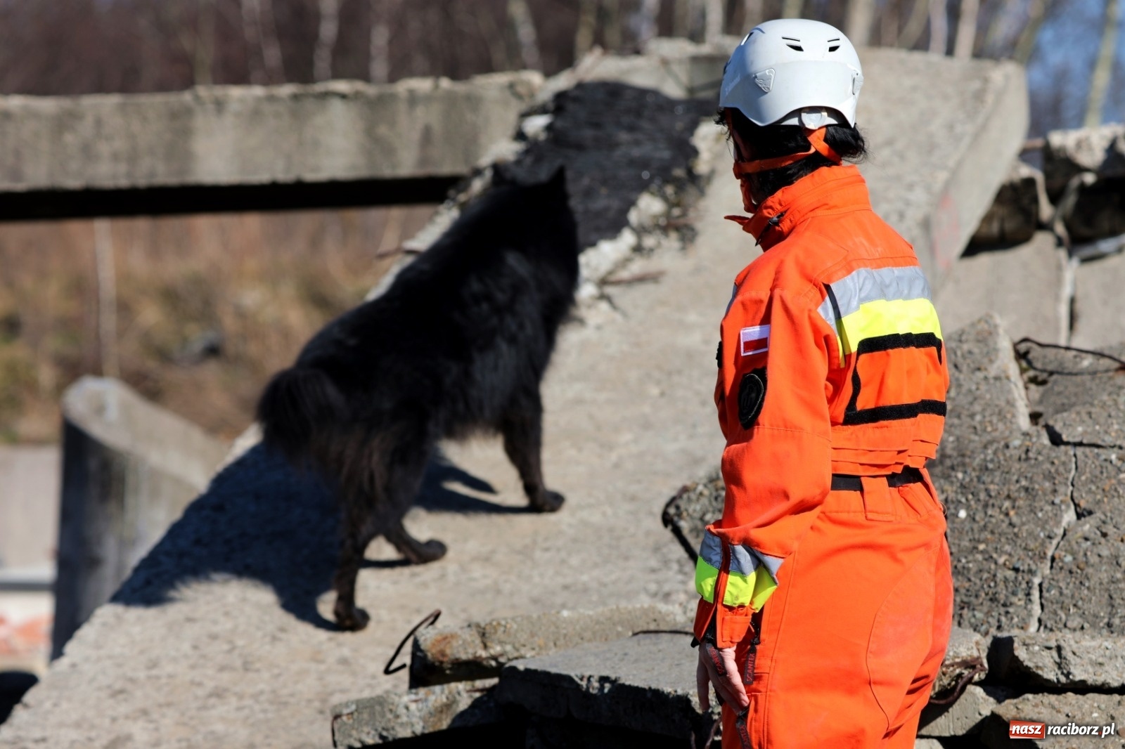Zdjęcie w galerii na portalu naszraciborz.pl: W 13 ŚBOT służą już trzy psy wiadomości z regionu