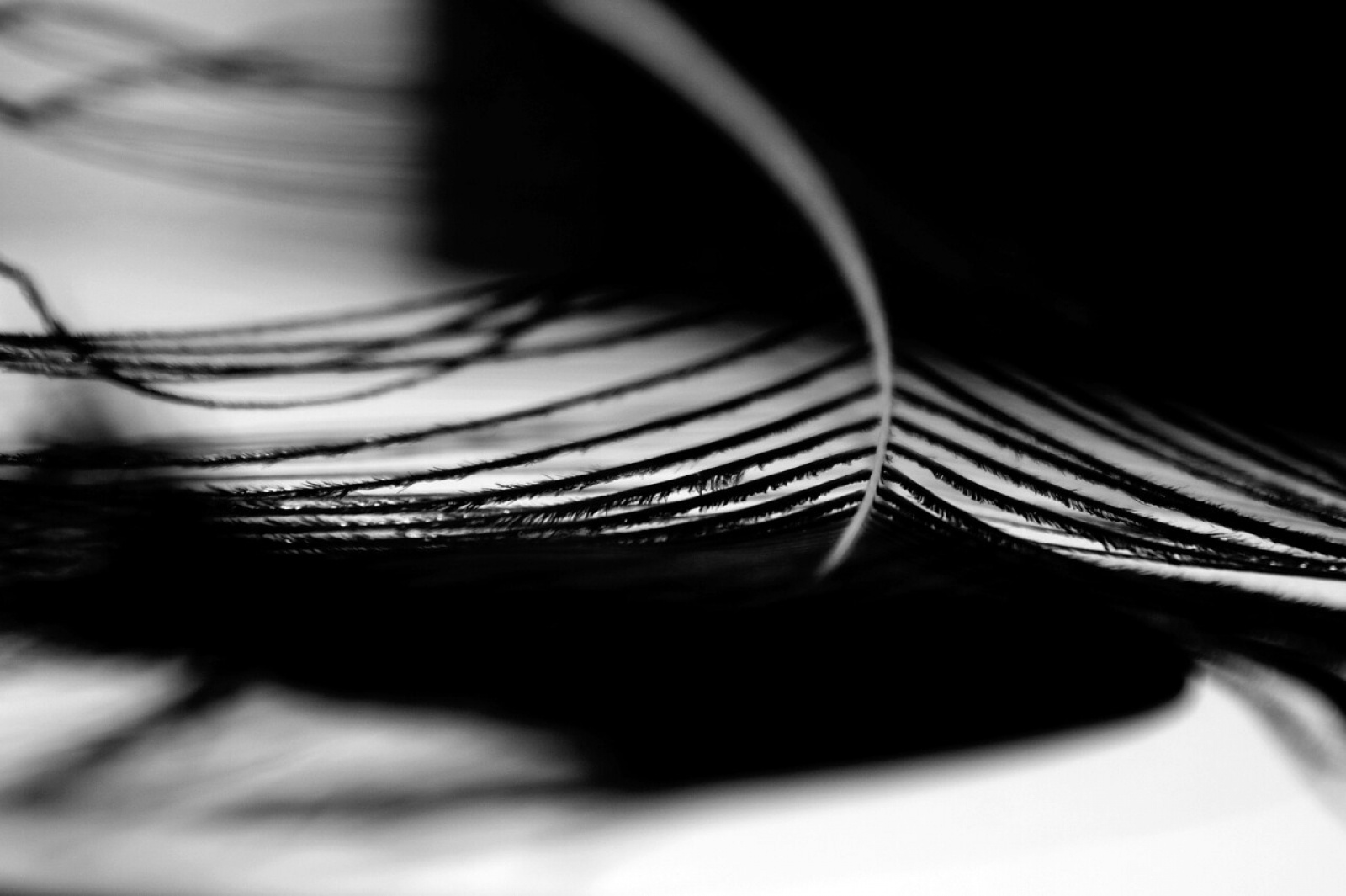 Zdjęcie w galerii na portalu naszraciborz.pl: Foton w hołdzie Ziemi. E-wystawa studentów raciborskiej PWSZ wiadomości z regionu