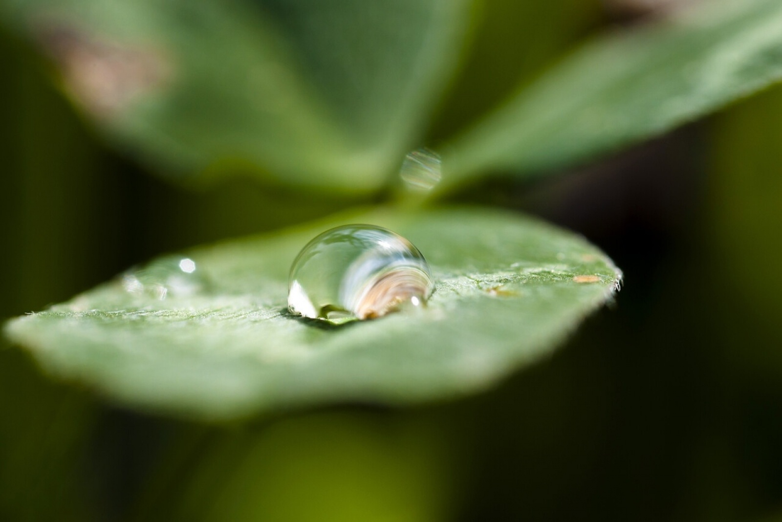 Zdjęcie w galerii na portalu naszraciborz.pl: Foton w hołdzie Ziemi. E-wystawa studentów raciborskiej PWSZ wiadomości z regionu
