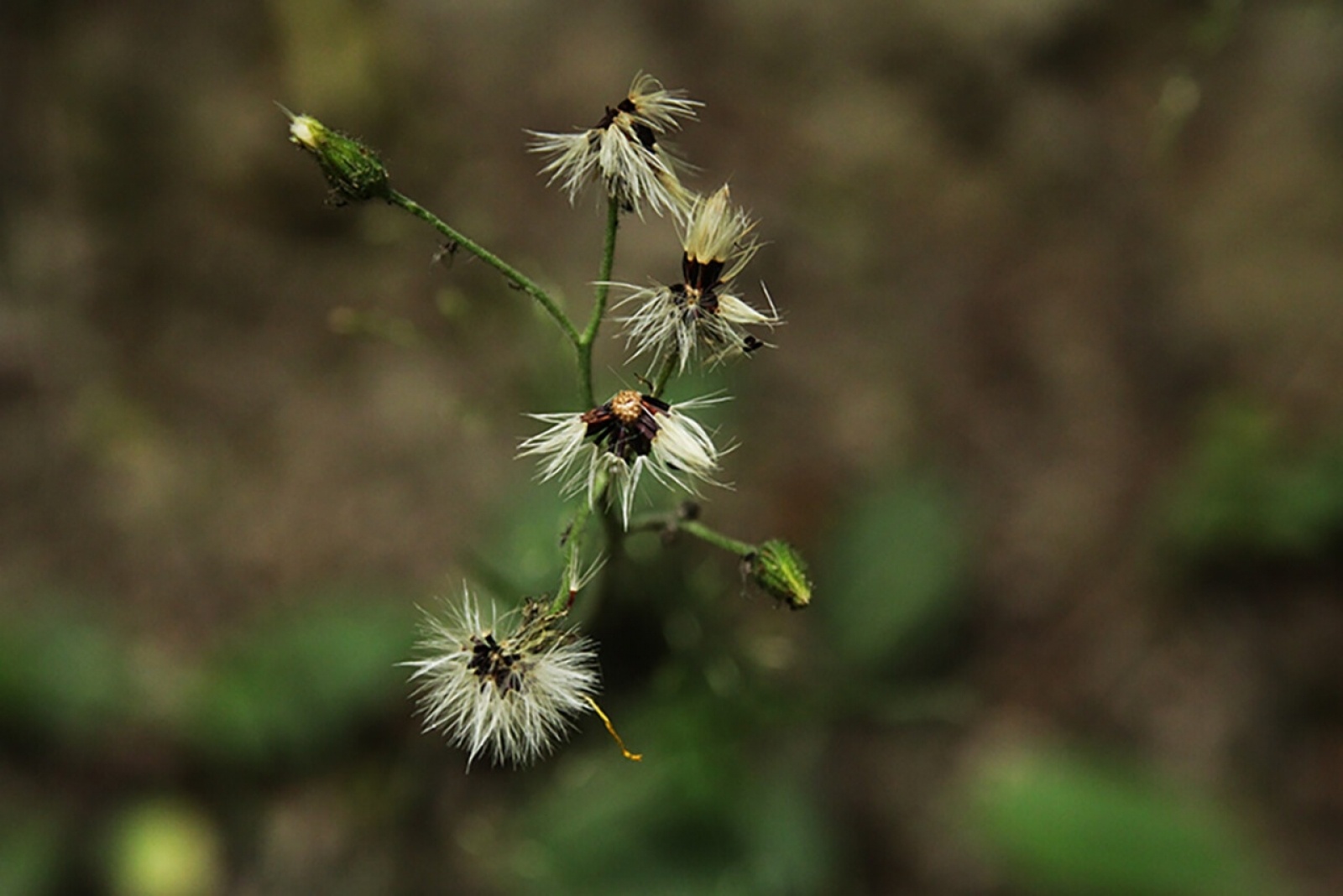 Zdjęcie w galerii na portalu naszraciborz.pl: Foton w hołdzie Ziemi. E-wystawa studentów raciborskiej PWSZ wiadomości z regionu