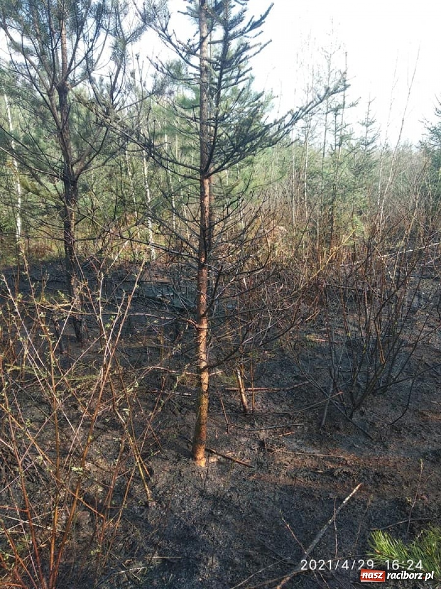 Zdjęcie w galerii na portalu naszraciborz.pl: Raport 998. Szybka reakcja służb zapobiegła tragedii wiadomości z regionu