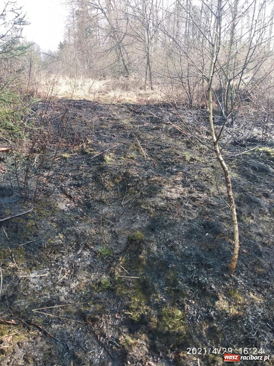 Zdjęcie w galerii na portalu naszraciborz.pl: Raport 998. Szybka reakcja służb zapobiegła tragedii wiadomości z regionu