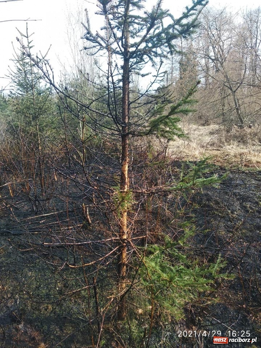 Zdjęcie w galerii na portalu naszraciborz.pl: Raport 998. Szybka reakcja służb zapobiegła tragedii wiadomości z regionu