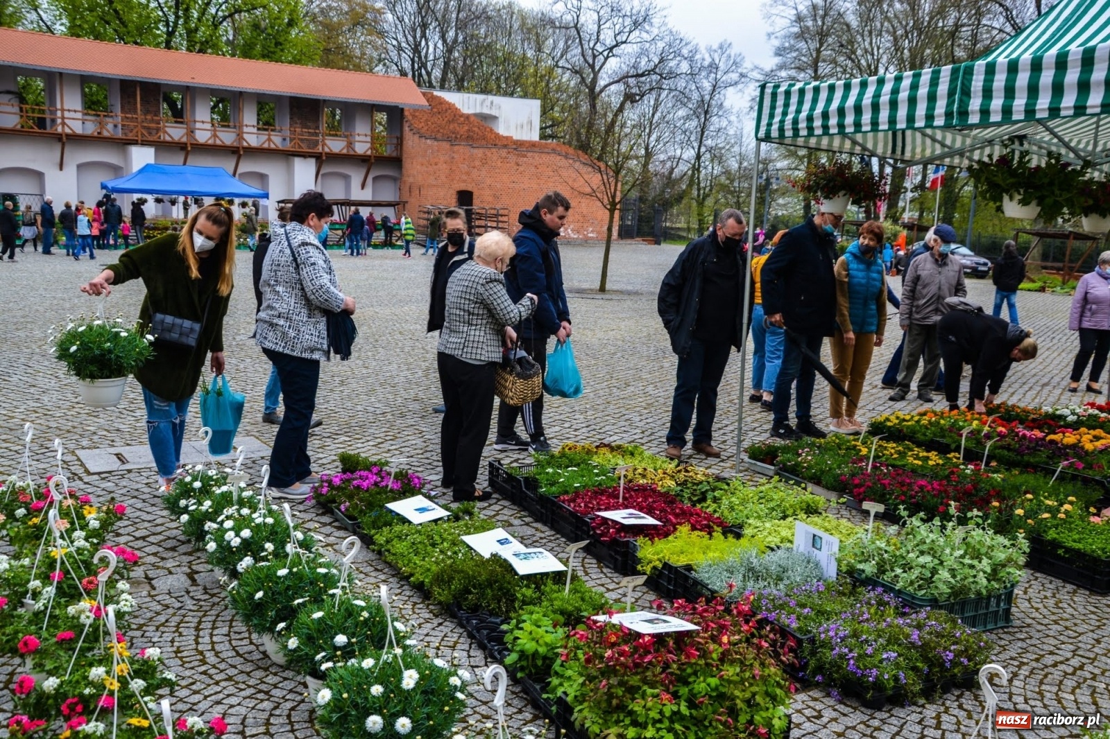 Zdjęcie w galerii na portalu naszraciborz.pl: Kwiaty znów zagościły na zamkowym dziedzińcu wiadomości z regionu