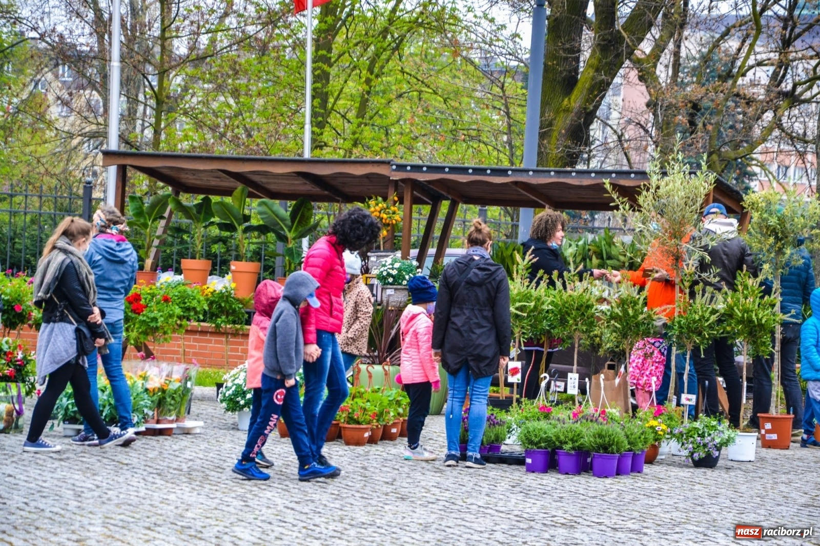 Zdjęcie w galerii na portalu naszraciborz.pl: Kwiaty znów zagościły na zamkowym dziedzińcu wiadomości z regionu