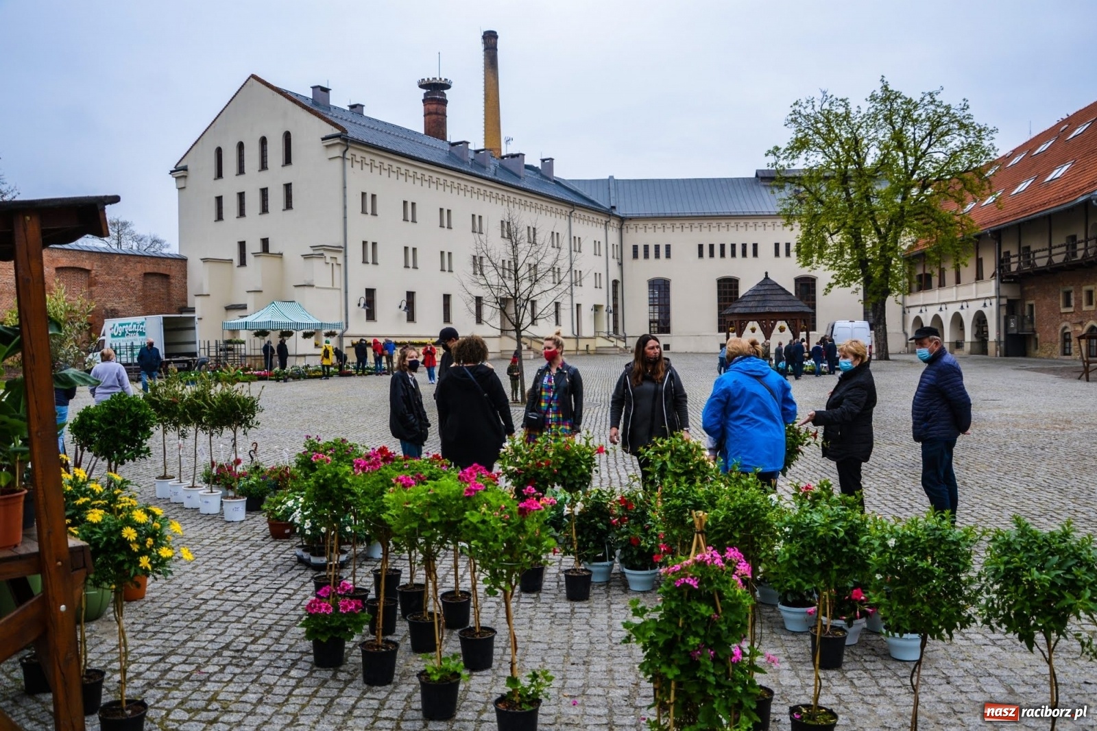 Zdjęcie w galerii na portalu naszraciborz.pl: Kwiaty znów zagościły na zamkowym dziedzińcu wiadomości z regionu