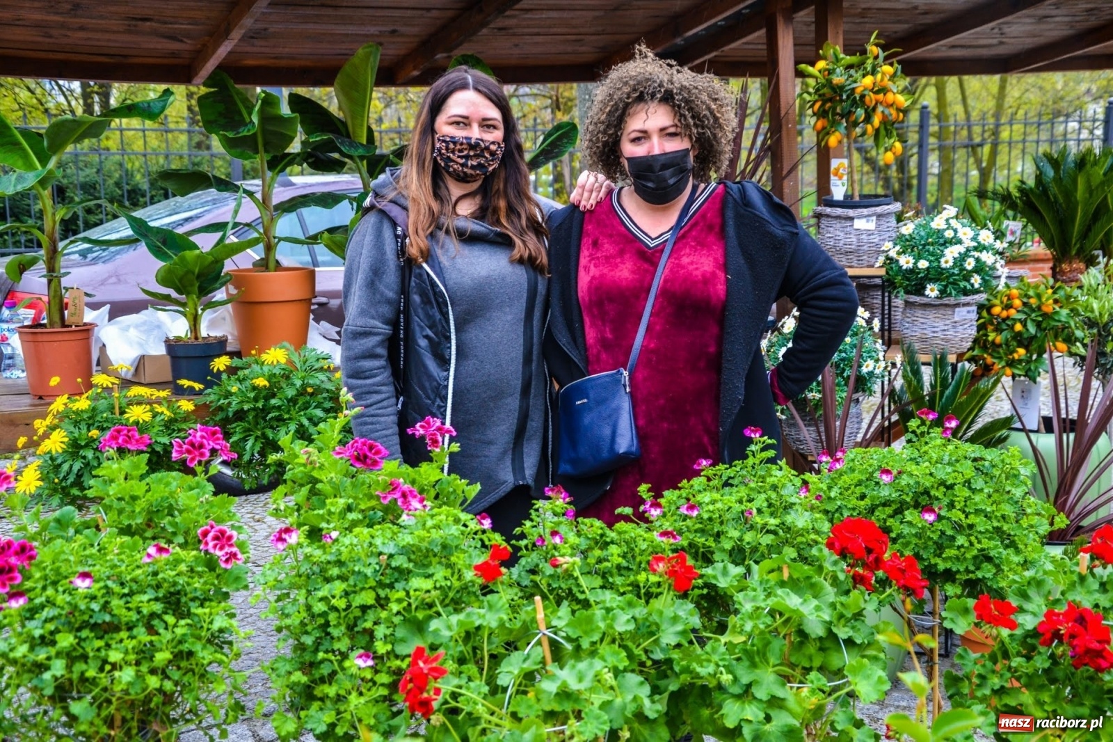 Zdjęcie w galerii na portalu naszraciborz.pl: Kwiaty znów zagościły na zamkowym dziedzińcu wiadomości z regionu