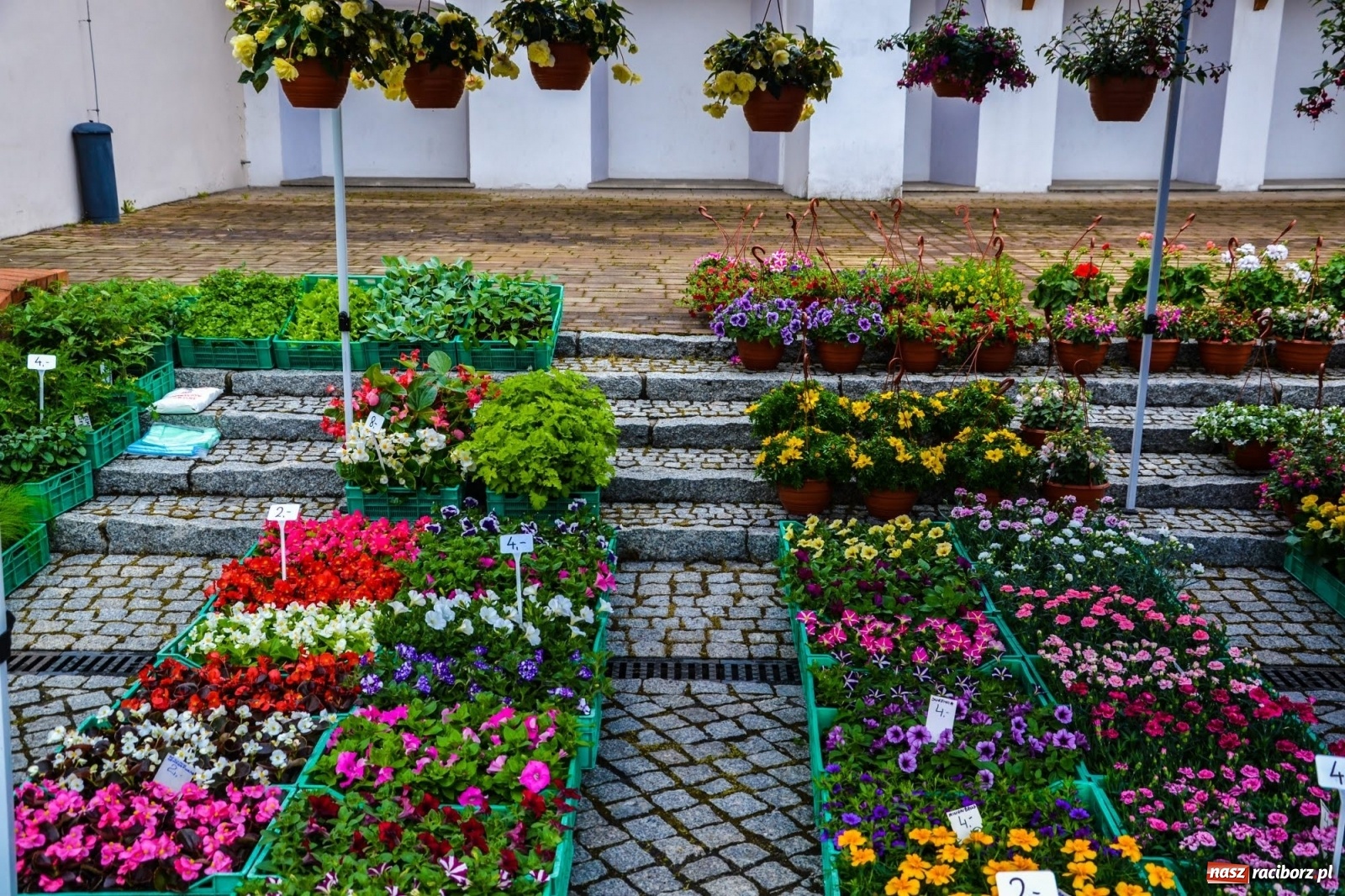 Zdjęcie w galerii na portalu naszraciborz.pl: Kwiaty znów zagościły na zamkowym dziedzińcu wiadomości z regionu