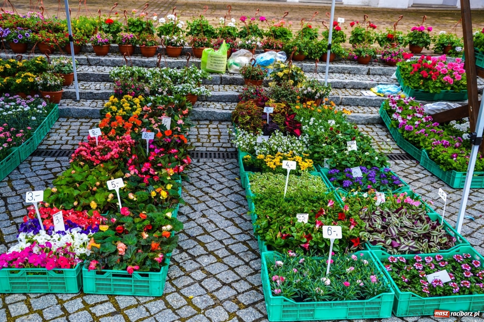 Zdjęcie w galerii na portalu naszraciborz.pl: Kwiaty znów zagościły na zamkowym dziedzińcu wiadomości z regionu